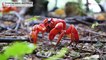 La Isla de Navidad se pinta de rojo por la migración anual de millones de cangrejos