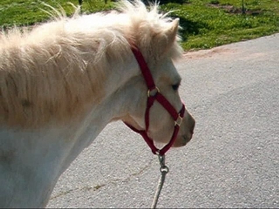Taking Charm, Icelandic Horse, for a Walk