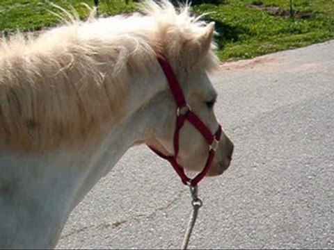 Taking Charm, Icelandic Horse, for a Walk