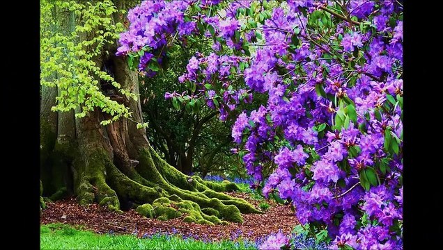 Mısırlar Saçak Saçak Video Mesut Dinç