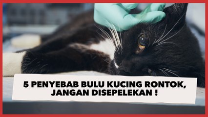5 Penyebab Bulu Kucing Rontok yang Pantang Disepelekan Pemilik Anabul