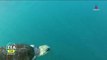 Miles de tortugas golfinas arriban a la Playa de la Escobilla, Oaxaca, para anidar