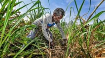 The political power of sugarcane farmers of western UP