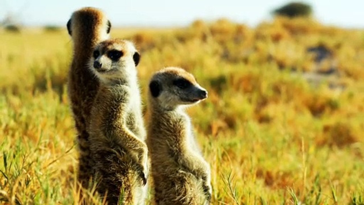animals
