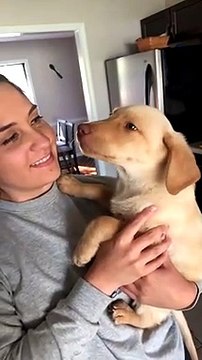 Sleepy Lab Puppies Have Big Yawns