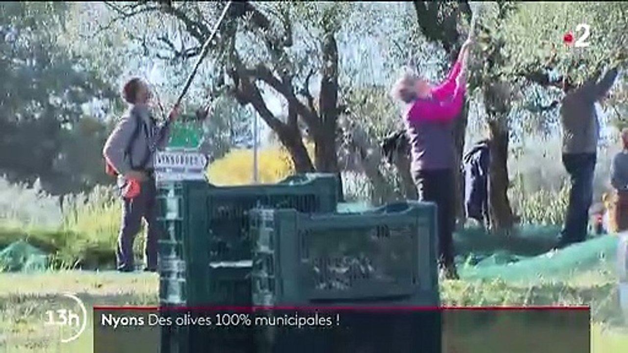 Nyons : une cueillette d'olives pour aider les associations locales