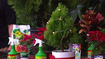 bd-consejos-para-tener-su-arbol-de-cipres-cultivado-en-maceta-221121