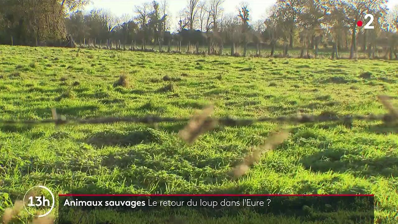 Calvados : un loup aperçu ?