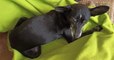 Spirou, un petit chien perdu depuis plusieurs jours, a été retrouvé grâce à la mobilisation de dizaines de bénévoles
