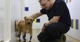 Russie : une chienne martyrisée remarche à nouveau grâce à la pose de quatre prothèses