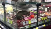 CarrefourSA'da şok eden görüntü: Reyona giren kedi kavurmayı yedi
