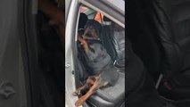 Rottweiler Refuses to Leave Front Seat