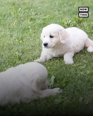 Fake Dog Meat Farm Exposes Reality of Humane Meat Marketing