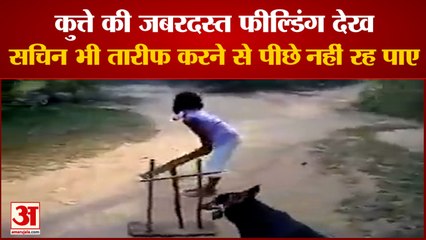 Sachin Tendulkar Shares Dog Fielding Video |  Twitter पर Video Share करते हुए तारीफ में पढ़े कसीदे