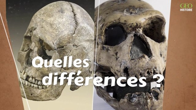 Homo sapiens et homme de Neandertal : quelles sont les différences ?