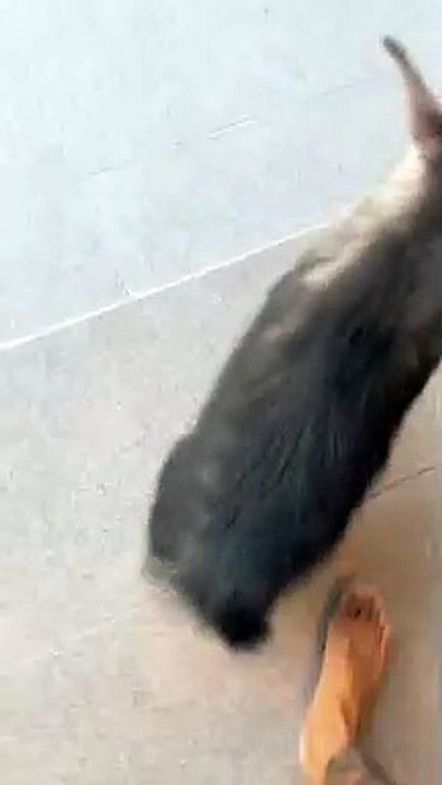 Baby Brown Hyena Cries for Bottle