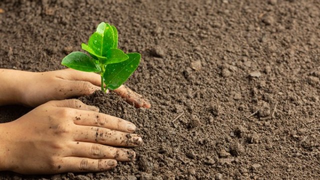 Menanam Pohon Hadirkan 5 Manfaat Ini bagi Lingkungan dan Kesehatan