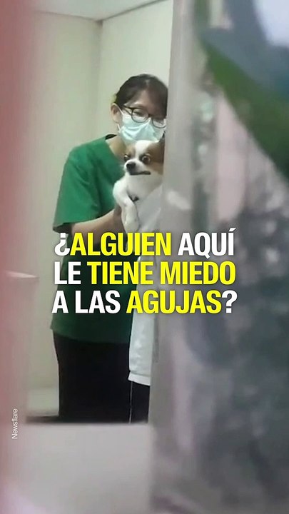 Perrito vacunado