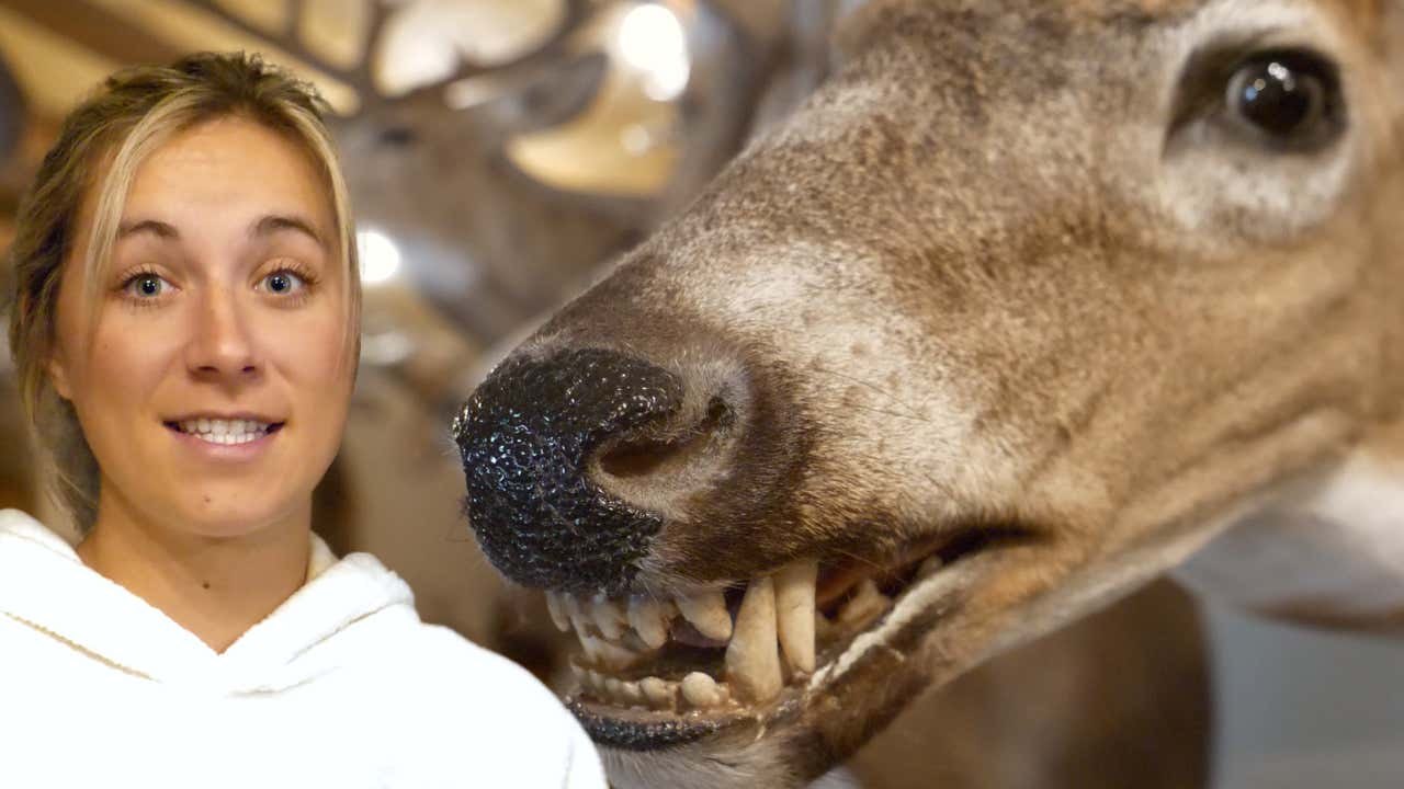 Have You Ever Seen A Hybrid Whitetail Deer?!