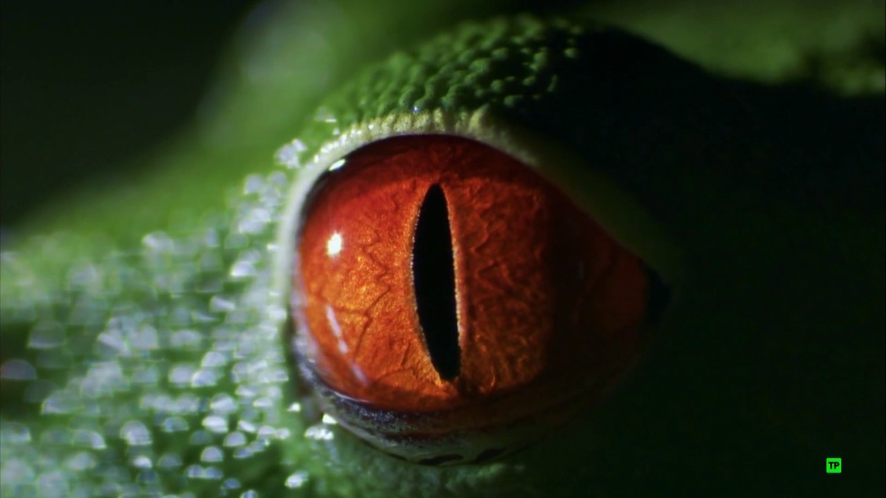El gran espectáculo de la tierra II: 3/3 - Sobreviviendo a los elementos [Documental HD]