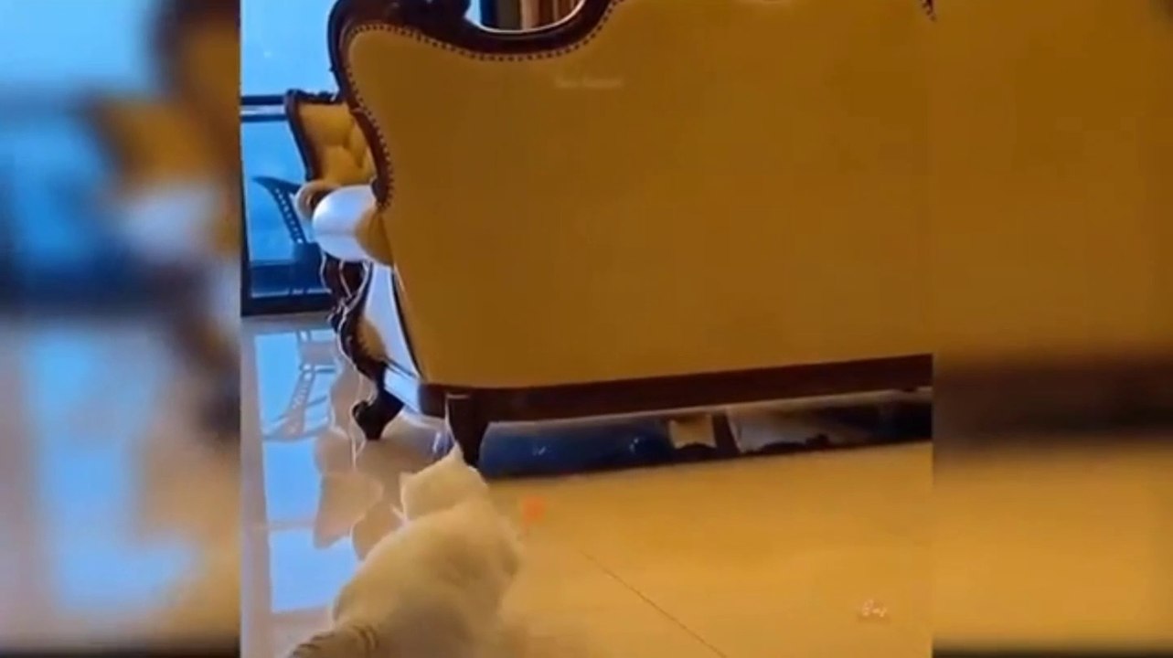 animals talents