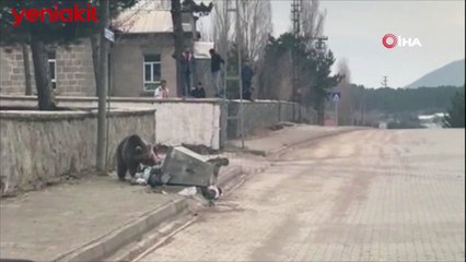 Aç ayı şehre inip yiyecek aradı!