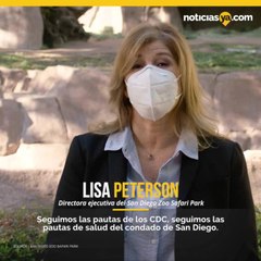 Reportan a dos gorilas contagiados de COVID-19