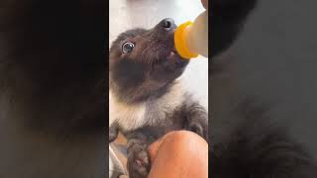 Baby Brown Hyena Cries for Bottle