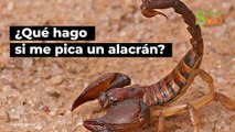 ¿Qué hago si me pica un alacrán? | Salud180