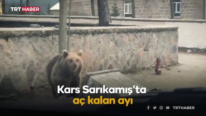 Aç kalan ayı çöpleri karıştırdı