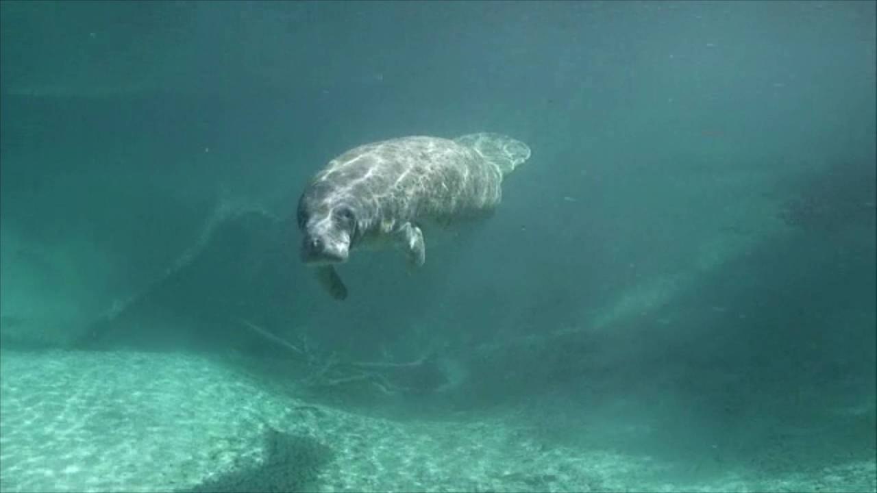 State and Federal Forces Team Up After Florida Hits More Than 1,000 Manatee Deaths in Under a Year