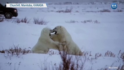 Kanada’da Kutup Ayıları Karda Eğlendi