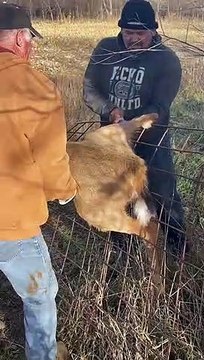 Deer Stuck on Fence Rescued by Workers