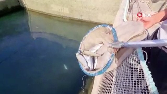 Manavgat Irmağı üzerindeki balık çiftliğinde 13 bin alabalık telef oldu