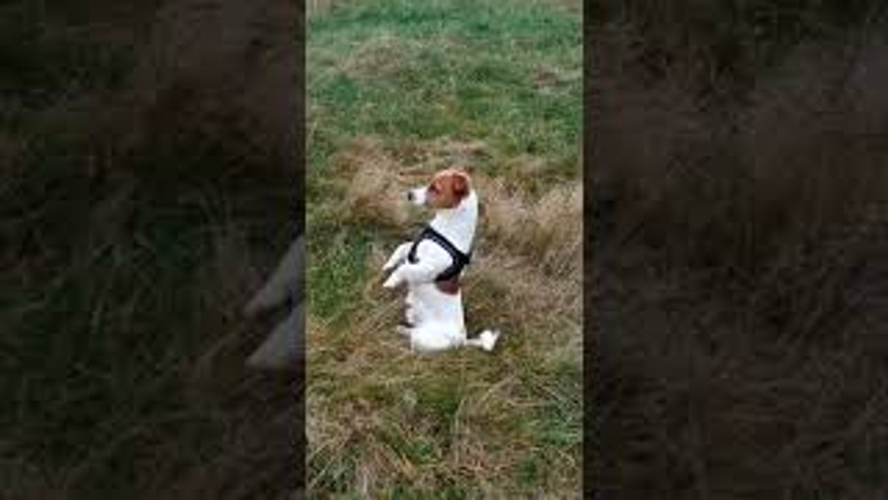 Terrier Turns Into Meerkat