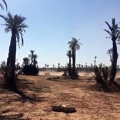 Morocco in North Africa : Palmeraie Marrakech