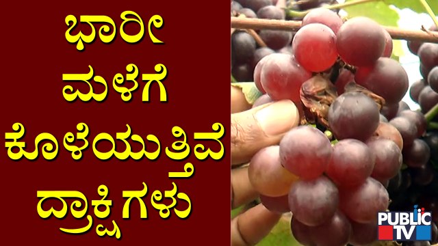 Chikkaballapur: Grape Crop Destroyed Due To Heavy Rain | Public TV