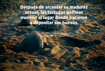 Las tortugas golfinas vuelven a donde nacieron y completan un ciclo
