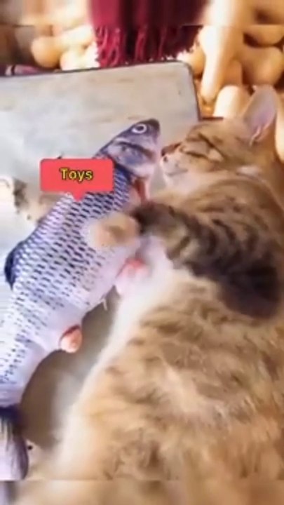 Sweet dogs cat fanny videos 