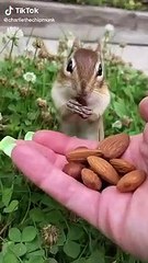 Awesome Funny Pet Animals Videos  #short