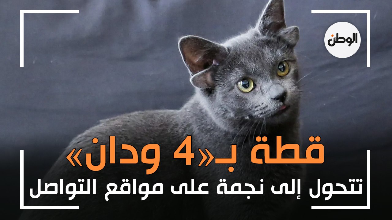 قطة بـ«4 ودان» تتحول إلى نجمة على مواقع التواصل