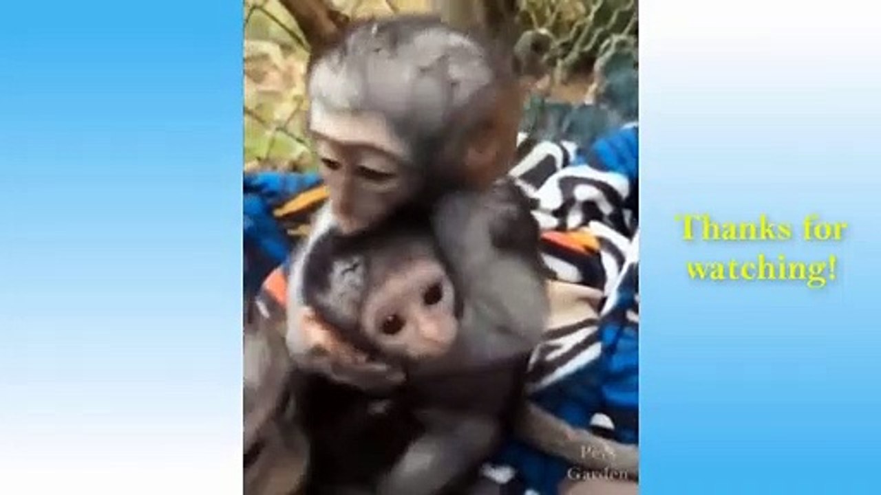 Cute Baby Animals Videos Compilation Cute Moment Of The Animals