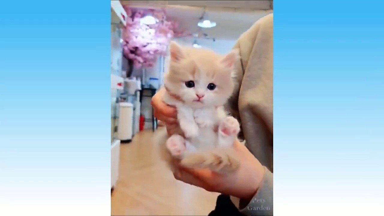 Funniest Pets Don'T Try To Hold Back Laughter
