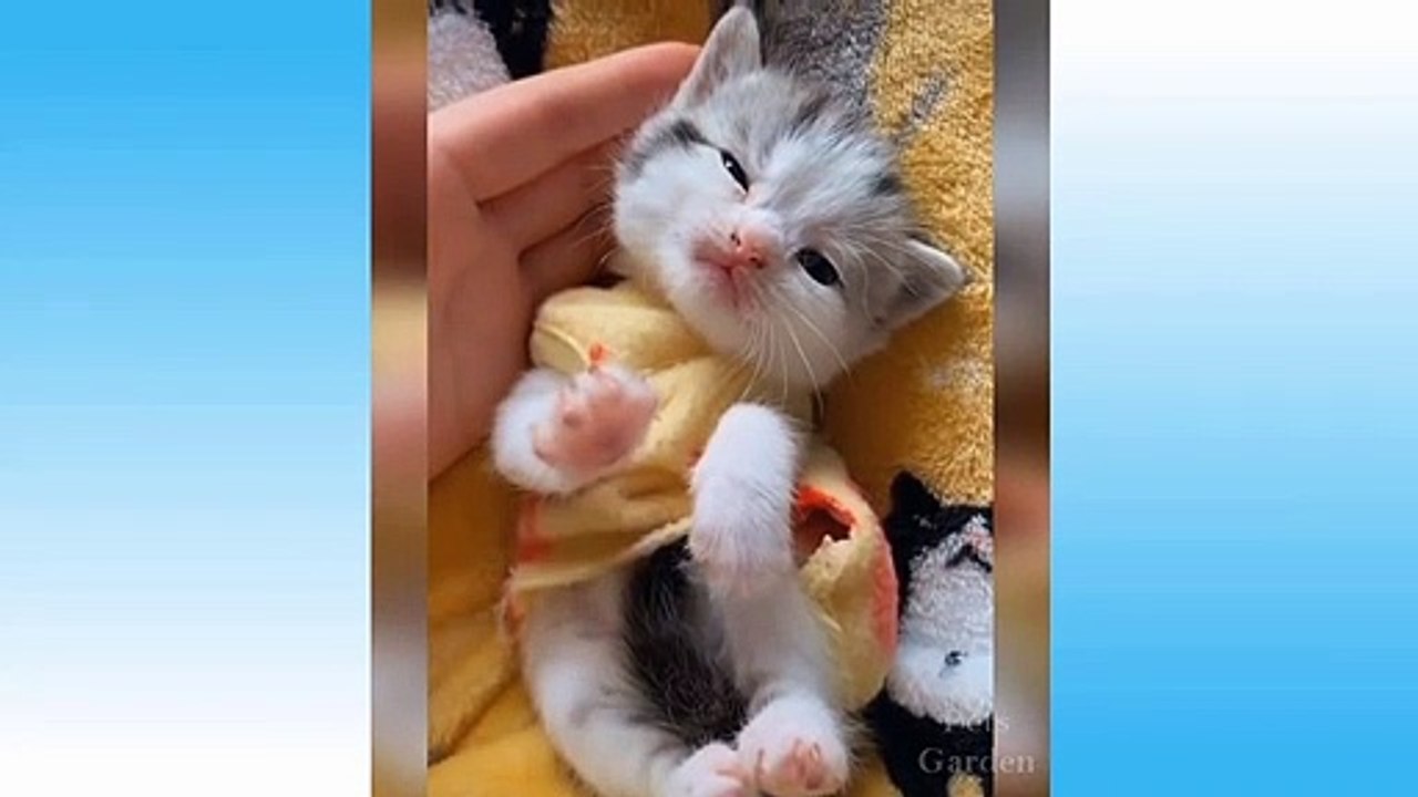Funny And Cute Cat'S Life Cats And Owners Are The Best Friends Videos