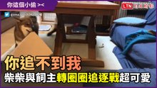 「來追我啊！你追不到！」小偷柴柴與飼主上演追逐戰畫面超可愛