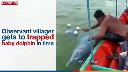 Observant villager gets to trapped baby dolphin in time | The Nation Thailand