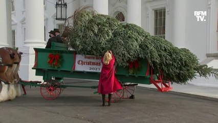 Juste avant Thanksgiving, le sapin de Noël arrive à la Maison Blanche