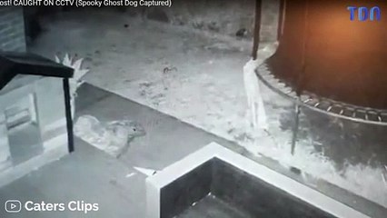 SON CHIEN JOUE AVEC LE FANTÔME D'UN AUTRE CHIEN