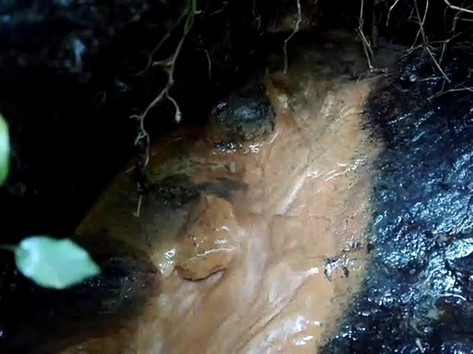 Drop water in forest