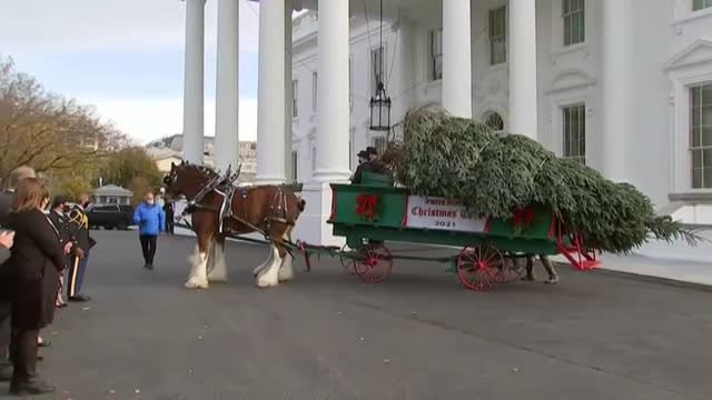 Llega a la Casa Blanca el árbol de Navidad y lo recibe la primera dama Jill Biden